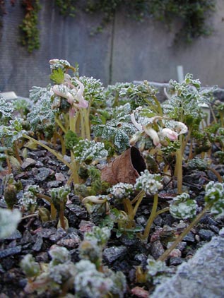 Corydalis Beth Evans